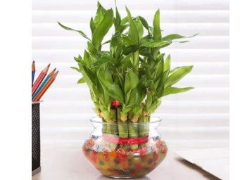 Nurturing Green Lucky Bamboo Two Layer Round Glass Pot at Rs. 299