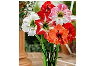 Bulb Mix of Vibrant True Lily Flower Bulbs (Pack of 1) - Set of 1