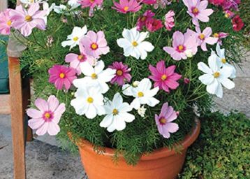 Splendour Seeds ® Cosmos Dwarf sensation mix flower seeds