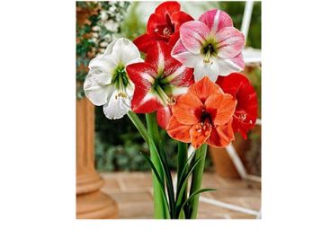 Super Size Extra Big Healthy Super Quality Rare Size Bulb