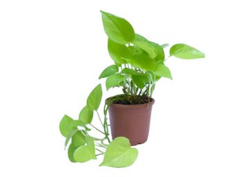 Buy Root Bridges Indoor Golden Money Plant with Pot, Live Home Plants for Living Room