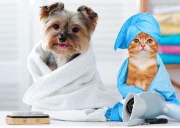 Top Deals of Pet Supplies & Groomings Products
