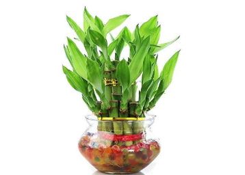 Zaavic Two Layer Lucky Bamboo plant at just Rs.199