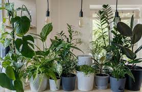 13 Best Indoor Plants In India With Benefits