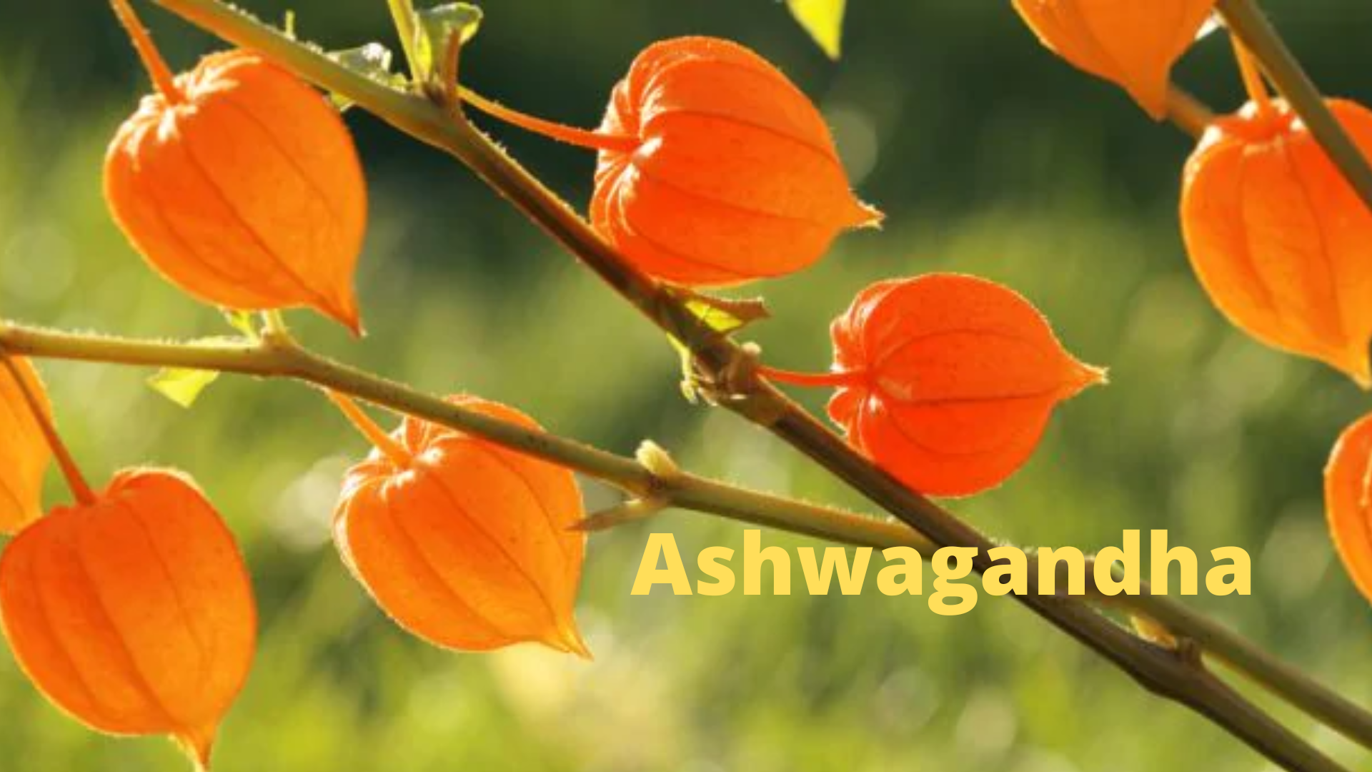 11 Best Ashwagandha Brands in India: Usage And Benefits
