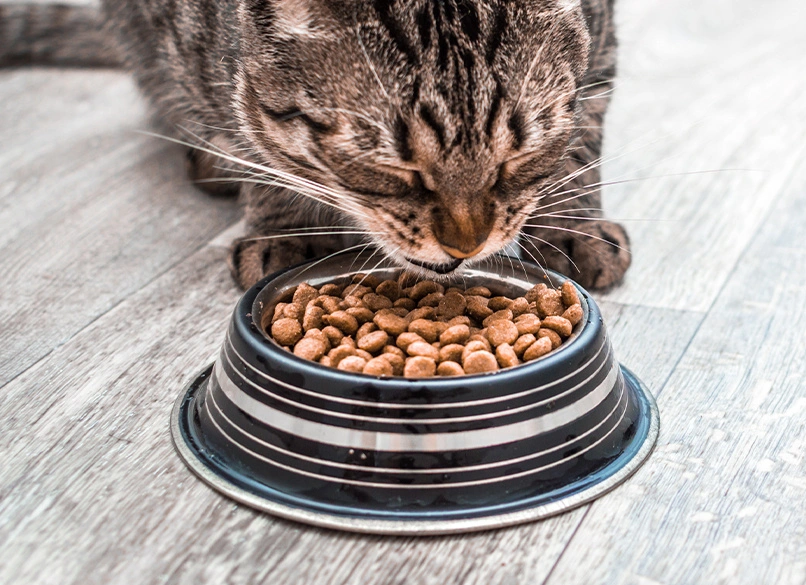 15 Best Cat Food Brands in India with Product Range