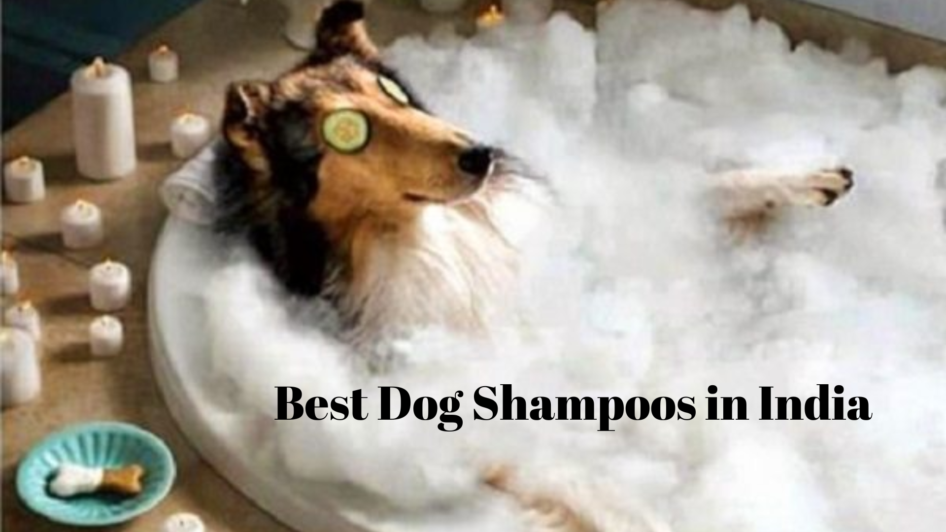 12 best dog shampoos in India