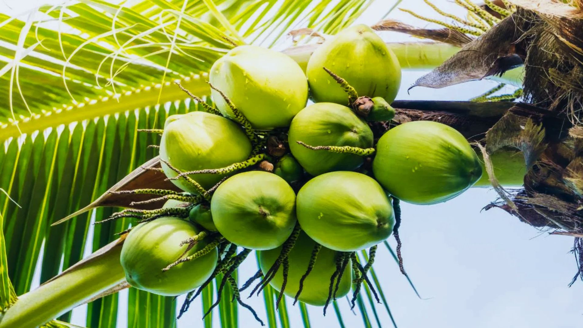 Nariyal Pani Ke Fayde (Benefits Of Coconut Water)