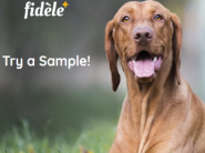 Get Fidele+ Dog Food Samples For Free [ All Cities ]