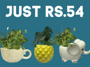 HOME DECOR SALE - Planters Starts At Just Rs.54 [ Inc. Shipping ]