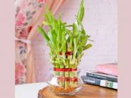 Never Ever Offer - Lucky Bamboo In Bowl Glass at Rs.175 + Same Day Delivery