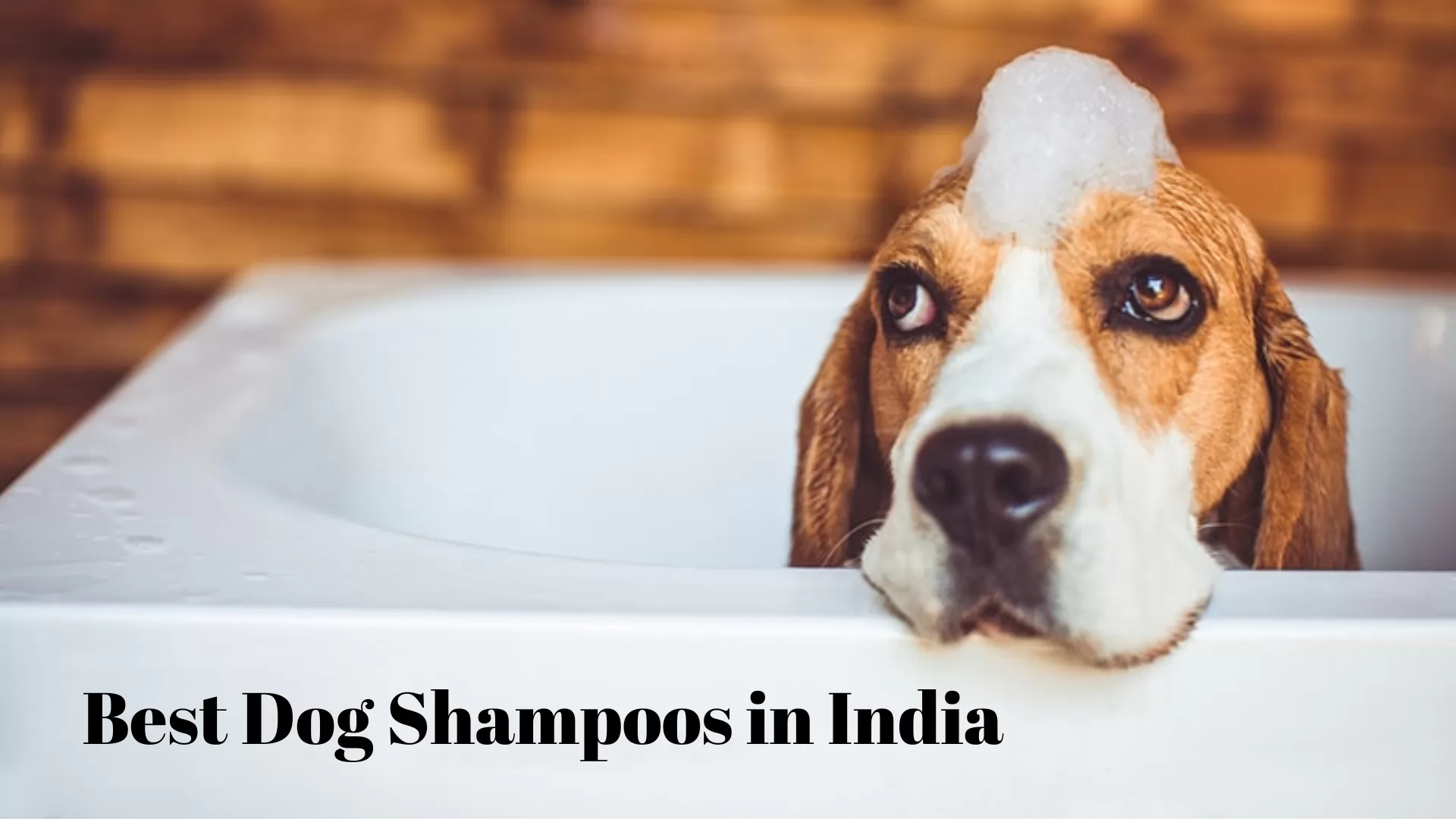 best dog shampoos in India