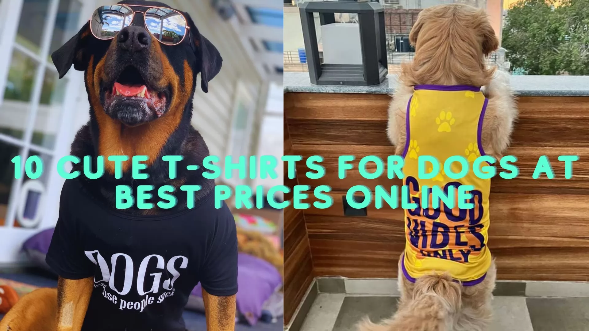 Cute T-Shirts For Dogs At Best Prices Online