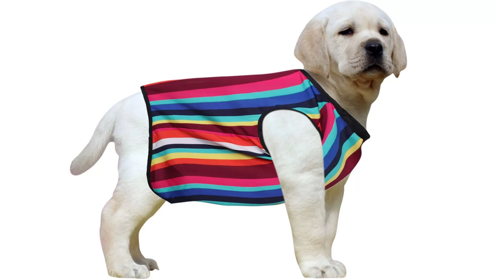  Western Era T-shirt for Dog  (Color Strip)