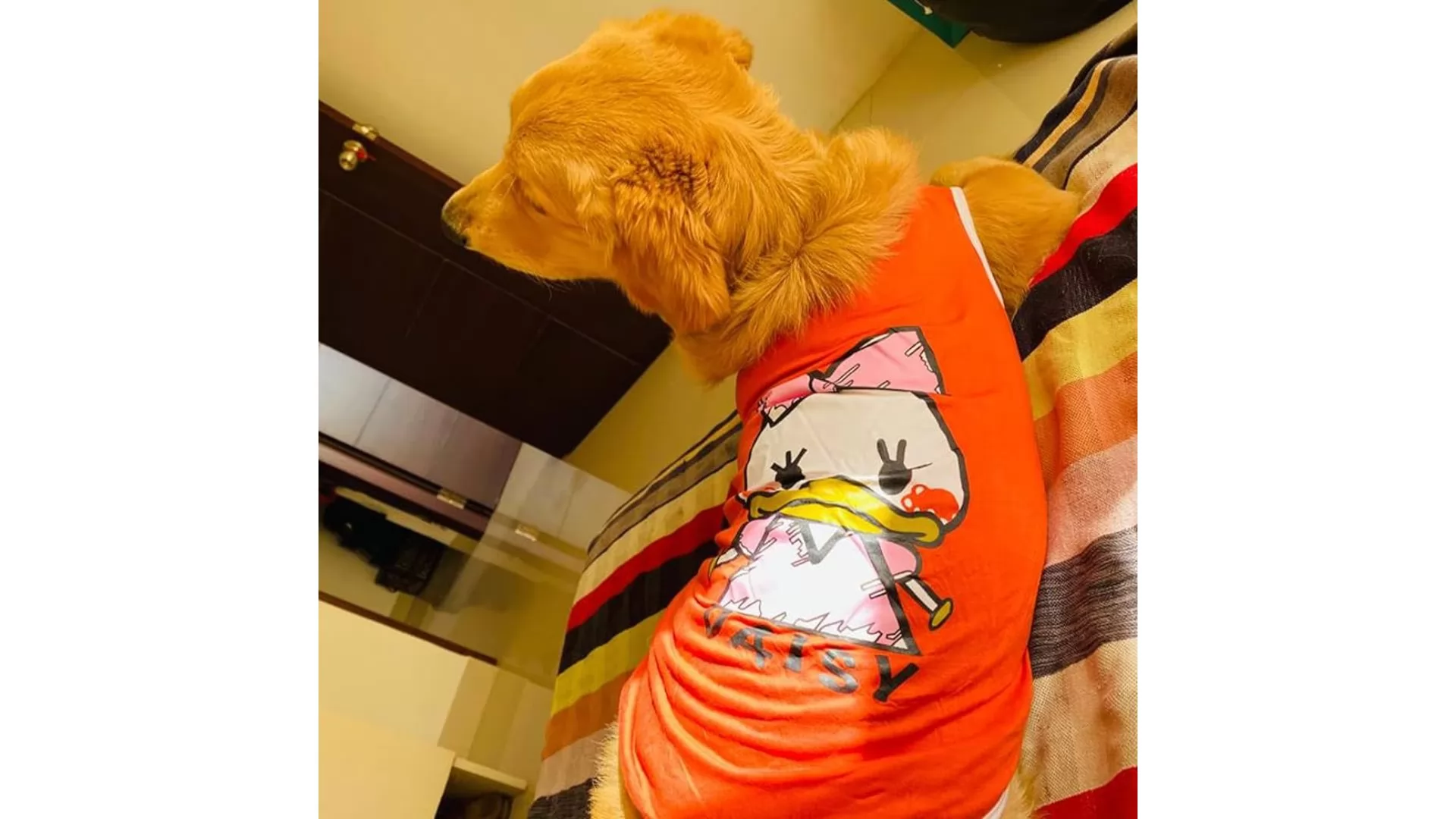  Emily Pets Dog Shirts