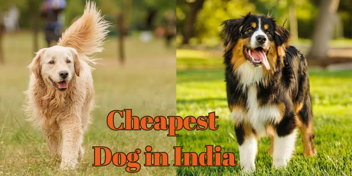 cheapest dog in India