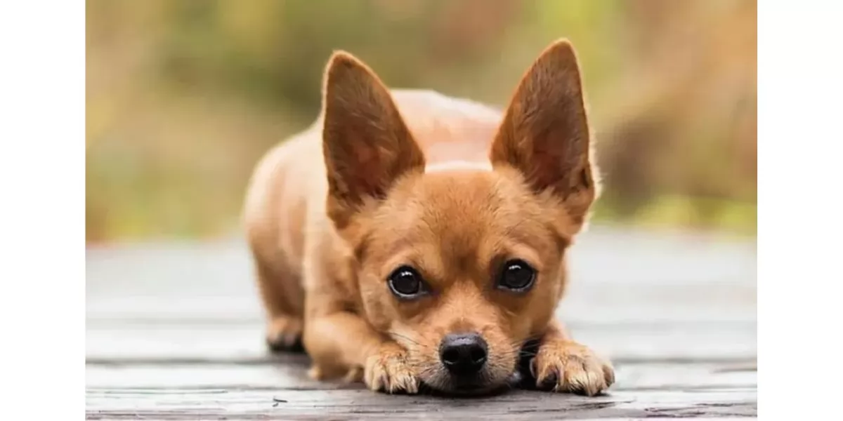 Chihuahua 