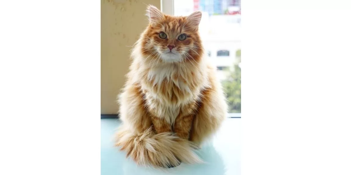 Persian Cat 
