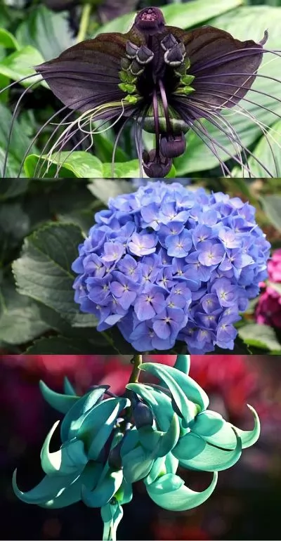 11 Rare Flowers In The World