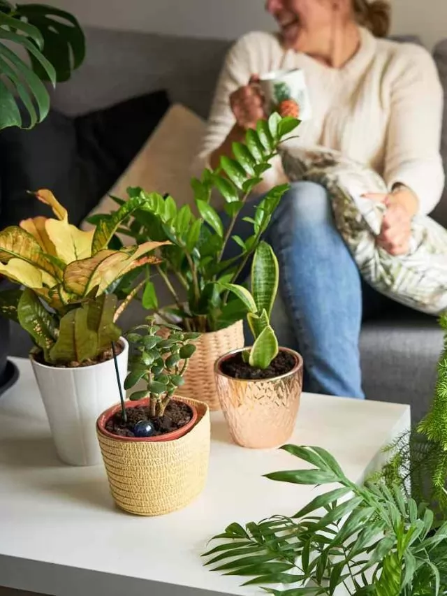 Best Indoor Plants That Attract Positive Energy