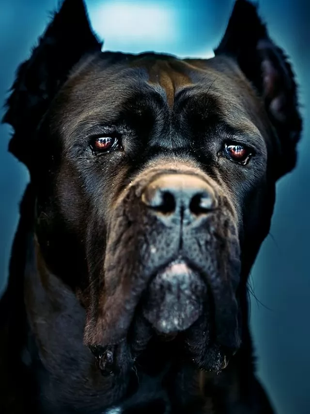 Beware Of These 10 Most Aggressive Dog Breeds In The World